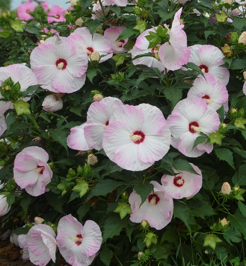 Ballet Slippers Hibiscus | Natorp's Online Plant Store